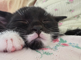 5 beautiful kittens ready now