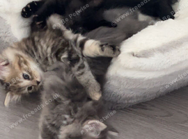 3 beautiful kittens