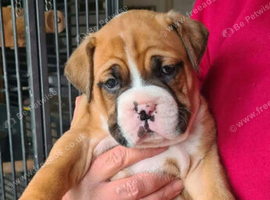 Old Tyme English bulldog cross boxer puppies