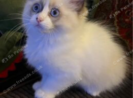 Beautiful baby girl ragdoll