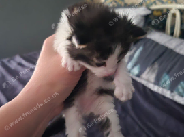 Ive got 4 kittens