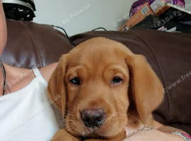 Beautiful labrador puppies looking for their forever homes