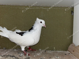 Many pigeons in blackburn