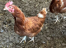 Loman brown laying hens