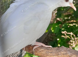Java doves