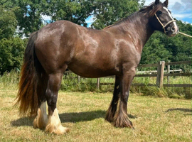 Hermits Glory, 2 year old Smokey black filly also colour tested to carry the LP gene.