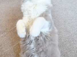 Amazing loving British longhair boy