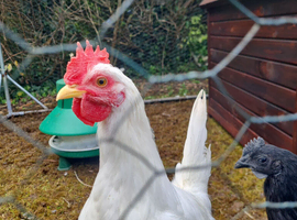 White Leghorn Cockerel for sale