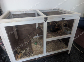Looking for a girly guinea pig please