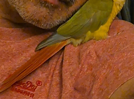 Green Cheek Pineapple Conure &ndash; Male 4 Years &ndash; Complete Cage/Toys/Perches Setup Included &ndash; Loving Home Wanted - &pound;350.