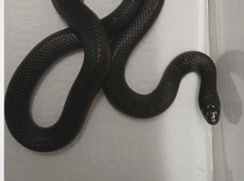 Male and female Mexican black king snake