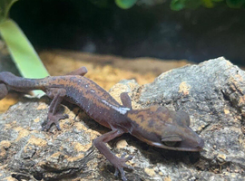 Borneo Cat Gecko at Birmingham Reptiles