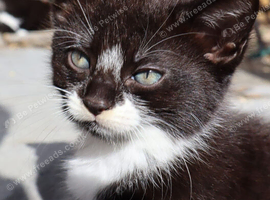 Beautiful mixed breed kittens for sale