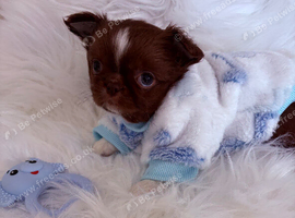 Tiny Chocolate boy