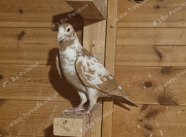 Yellow mueleman racing pigeon for sale