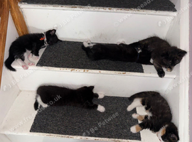 Kittens ready