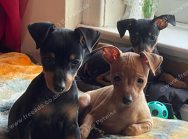Adorable Miniature Pinscher Puppies
