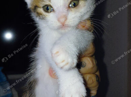 beautiful babies for sale