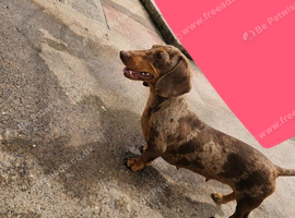 Mini dapple dachshund female