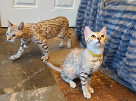 Beautiful TICA Registered Bengal Kittens.