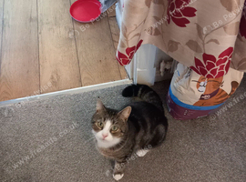 Beautifu, super cute, male cat is looking for his forever home