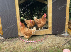 Warren hens x 4