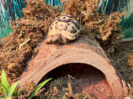 Sulcata tortoise