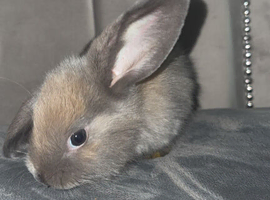 Mini lop