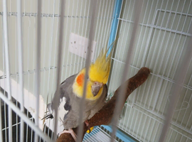 3 year old male cockateil