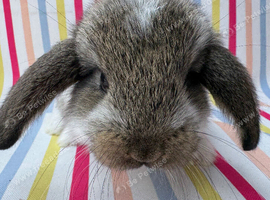 Two litters Giant pure bred French lop rabbits