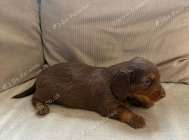 lovely Miniature longhaired dachshunds for sale