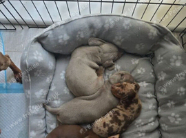 stunning miniature dachshunds puppies for sale
