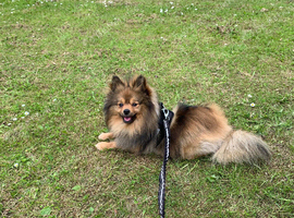 Pomeranian up for stud