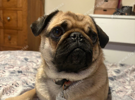 Pug female