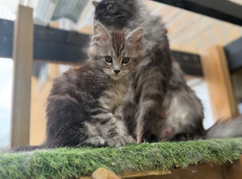 Black smoke Maine coon kittens from champion blood line