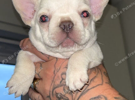 Adorable Platinum Frenchi Boy
