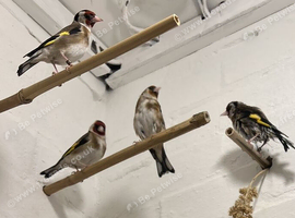 Goldfinch