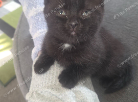 BSH cross male.kitten