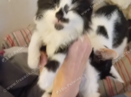 Girl kitten