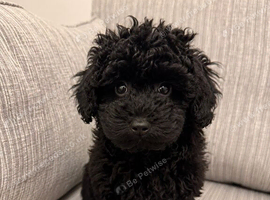 Beautiful Schnoodle Pup for sale