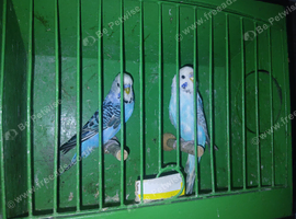 Looking new home 2 young cock budgies