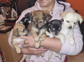 Exceptional Litter of Mixed-Coat Chihuahua Puppies