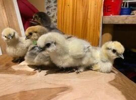 Silkie chicks for sale (un-sexed)......you have to pick a sex......pure beerds from show stock