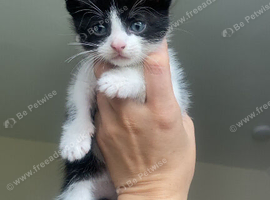 Male kitten