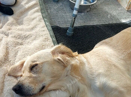 Golden retriever 3 year old