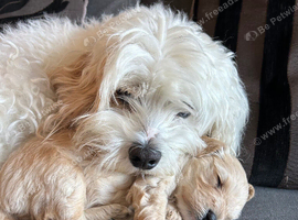 Cavapoo boy