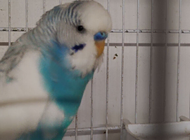 Proven pair of breeding budgies
