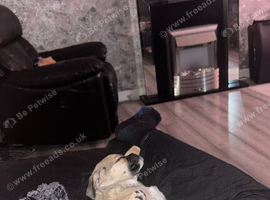 5 month old boy call rollo