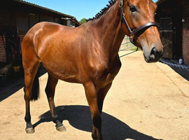 Well handled Irish Sports Horse Filly