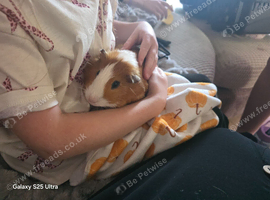 2 lovely guinea pigs needing a loving home